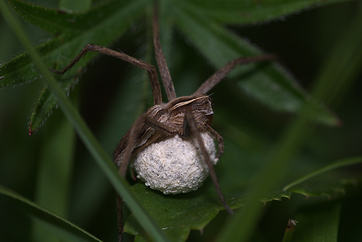 Pisaura mirabilis con sacco ovigero